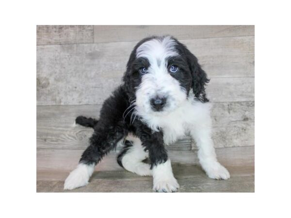 Aussiedoodle DOG Female Black / White 16825 Petland Fairfield, Ohio