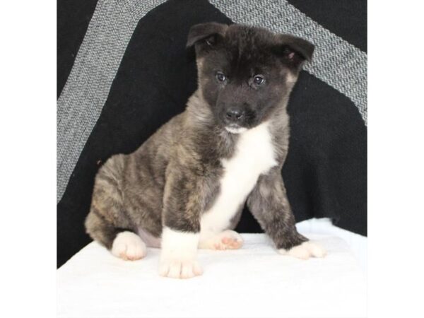 Akita DOG Female Brown / White 16832 Petland Fairfield, Ohio