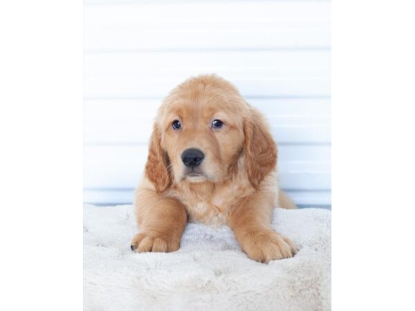 Golden Retriever DOG Female Golden 16831 Petland Fairfield, Ohio