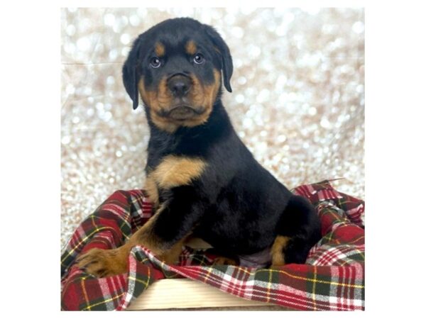 Rottweiler DOG Male Black/Tan 16809 Petland Fairfield, Ohio