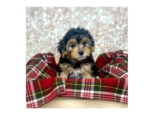 Yorkiepoo DOG Female Black/Tan 16810 Petland Fairfield, Ohio