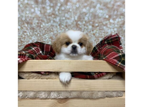 Pekingese DOG Male Cream/White 16811 Petland Fairfield, Ohio