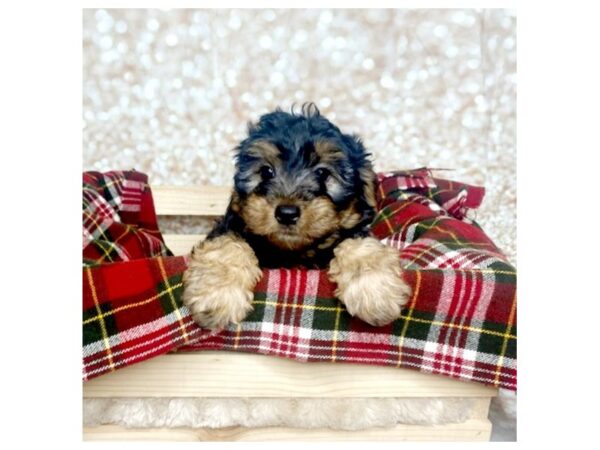 Yorkiepoo DOG Female Black/Tan 16812 Petland Fairfield, Ohio