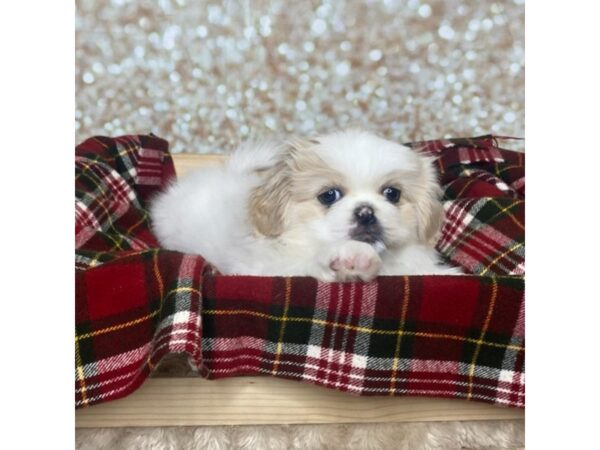 Pekingese DOG Female Cream/White 16813 Petland Fairfield, Ohio