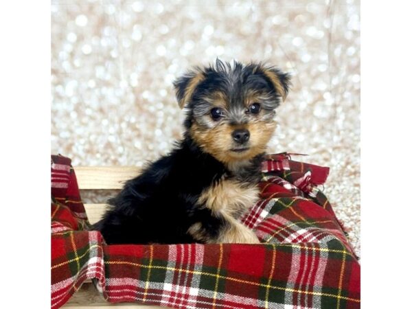 Yorkshire Terrier DOG Male Black/Tan 16814 Petland Fairfield, Ohio