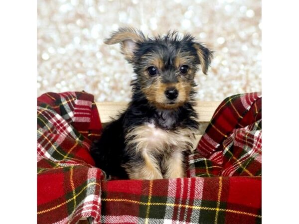 Yorkshire Terrier DOG Female Black/Tan 16815 Petland Fairfield, Ohio