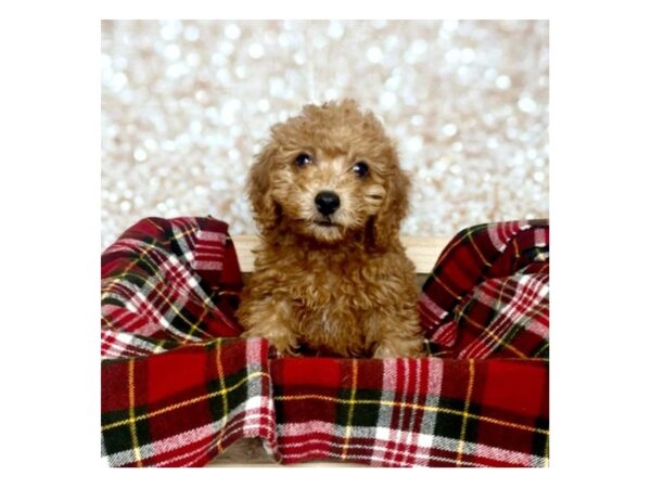 Cavapoo DOG Female Red 16817 Petland Fairfield, Ohio