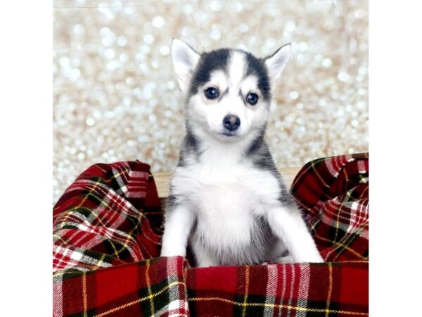 Pomsky DOG Female Black/White 16818 Petland Fairfield, Ohio