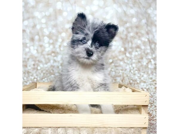 Pomsky DOG Female Blue Merle 16828 Petland Fairfield, Ohio