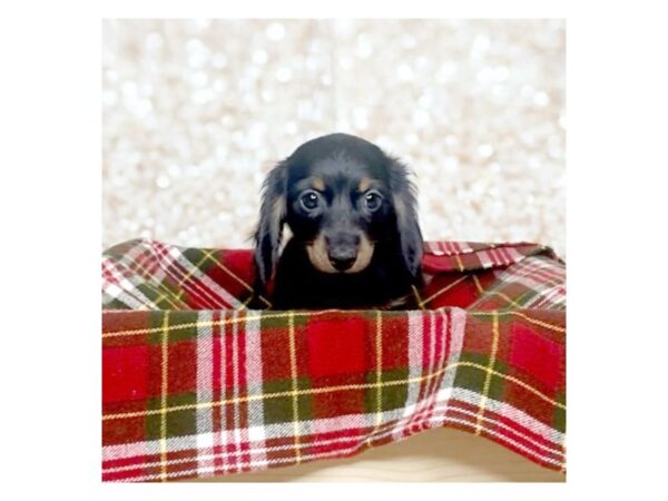 Dachshund DOG Female Black / Tan 16827 Petland Fairfield, Ohio