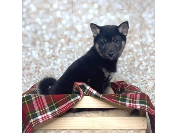 Shiba Inu DOG Male Black / Tan 16823 Petland Fairfield, Ohio