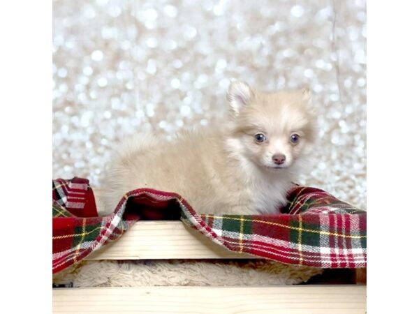 Pomeranian DOG Male Orange 16822 Petland Fairfield, Ohio