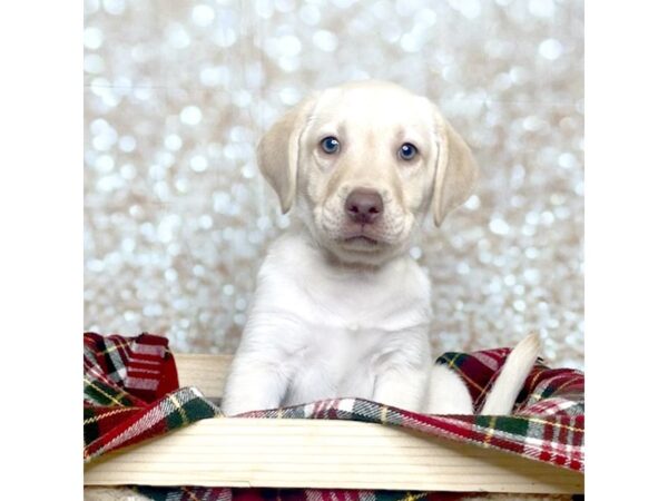 Labrador Retriever DOG Female Yellow 16821 Petland Fairfield, Ohio