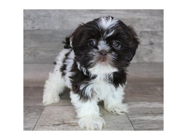 Shih Tzu DOG Female Chocolate / White 16840 Petland Fairfield, Ohio