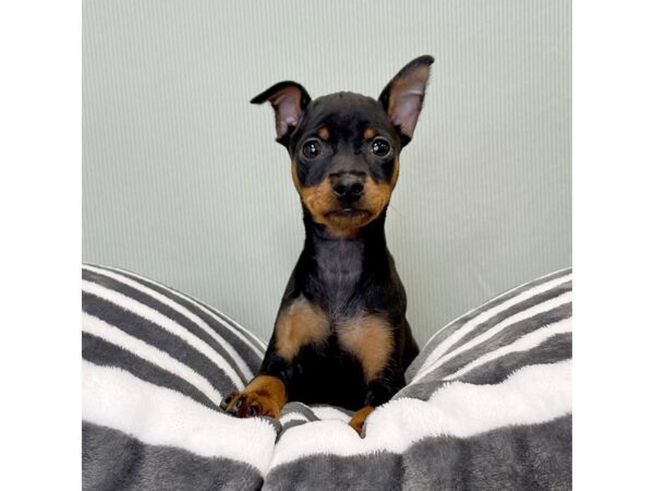 Miniature Pinscher DOG Female Black / Tan 16854 Petland Fairfield, Ohio