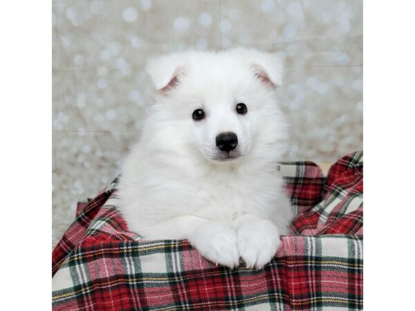 American Eskimo Dog DOG Male White 16842 Petland Fairfield, Ohio