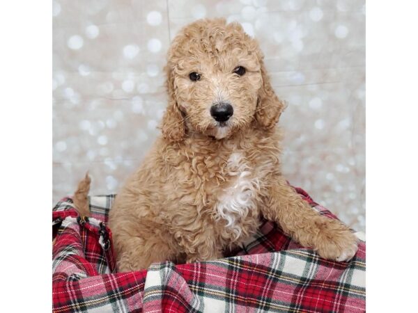 Goldendoodle 2nd Gen DOG Female Apricot 16841 Petland Fairfield, Ohio