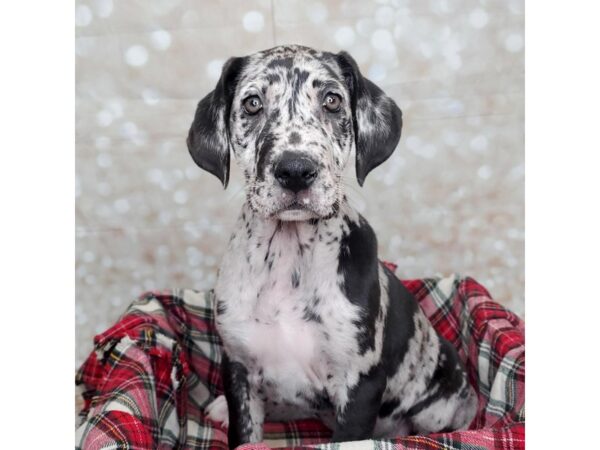 Great Dane DOG Female Blue Merle 16839 Petland Fairfield, Ohio