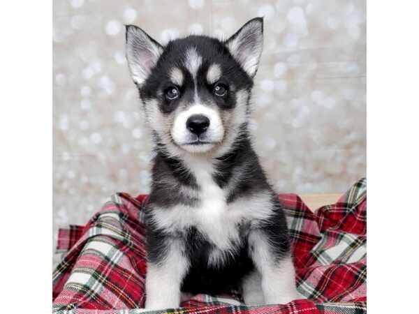 Siberian Husky DOG Female Black/White 16838 Petland Fairfield, Ohio