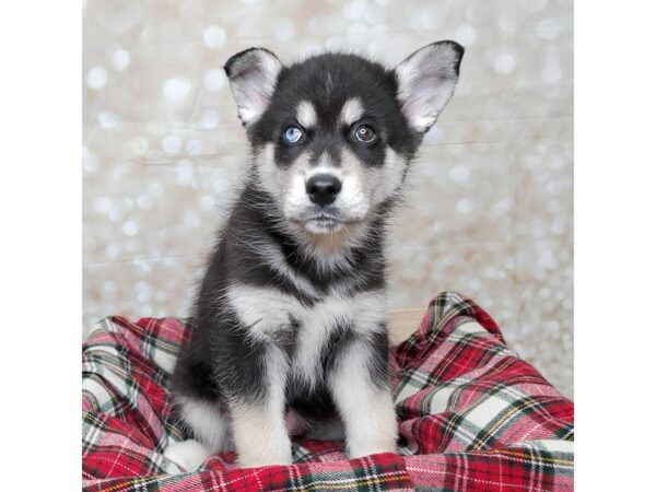 Siberian Husky DOG Male Black/White 16837 Petland Fairfield, Ohio