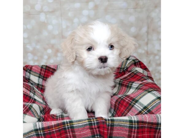 Pekapoo DOG Male Tan/White 16835 Petland Fairfield, Ohio