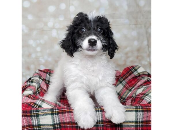 F1B Mini Goldendoodle DOG Female Black/White 16834 Petland Fairfield, Ohio