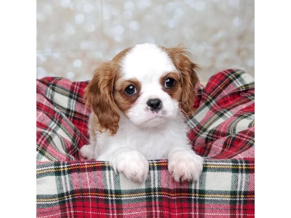 Cavalier King Charles Spaniel DOG Female Blenheim 16833 Petland Fairfield, Ohio