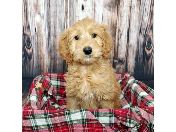 Goldendoodle DOG Female Red 16849 Petland Fairfield, Ohio