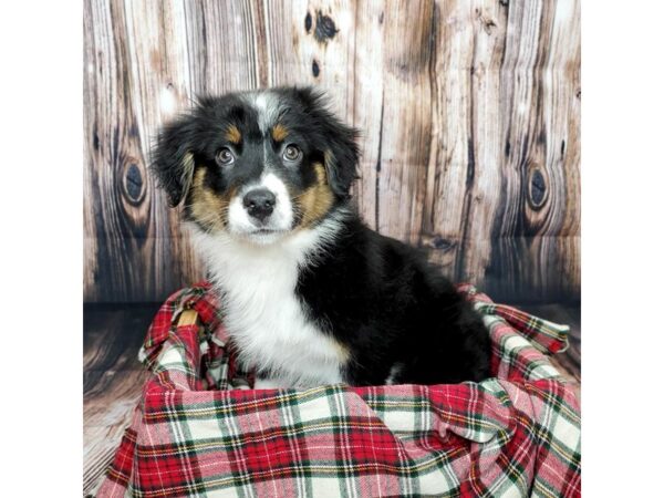 Australian Shepherd DOG Female Black White / Tan 16847 Petland Fairfield, Ohio