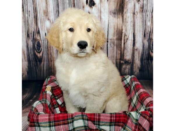 Golden Retriever DOG Male Golden 16846 Petland Fairfield, Ohio