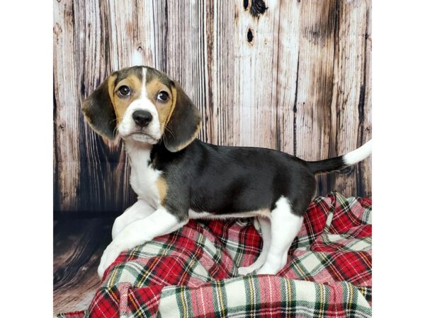 Beagle DOG Female Black Tan / White 16845 Petland Fairfield, Ohio