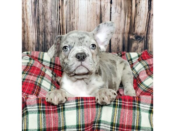 Frenchton DOG Male Blue Merle 16843 Petland Fairfield, Ohio