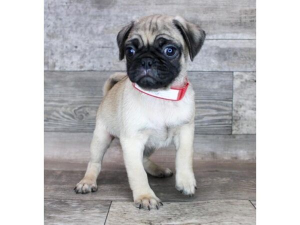 Pug DOG Male Fawn 16856 Petland Fairfield, Ohio