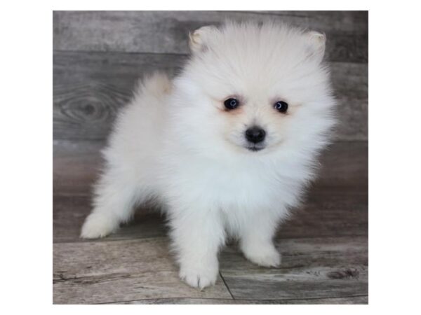 Pomeranian DOG Female Cream 16857 Petland Fairfield, Ohio