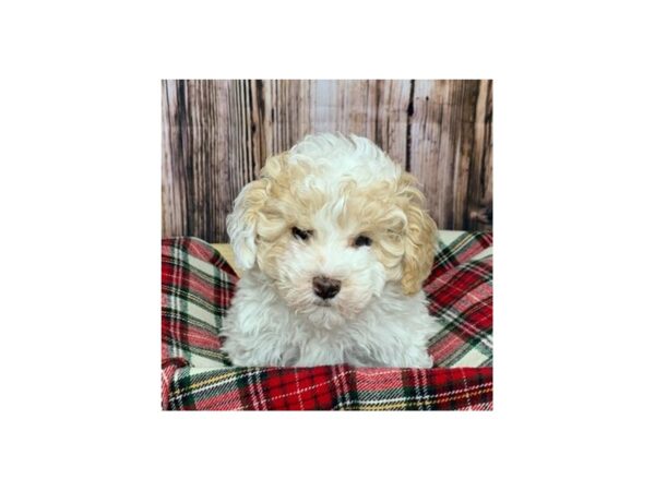 Miniature Poodle-DOG-Male-White/Apricot-16850-Petland Fairfield, Ohio