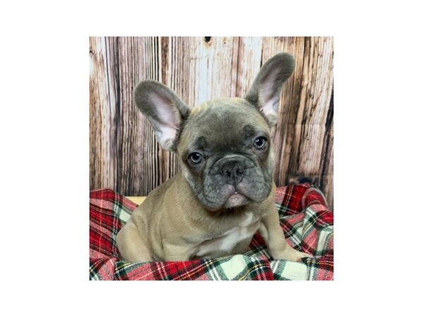 French Bulldog DOG Male Blue Fawn 16853 Petland Fairfield, Ohio