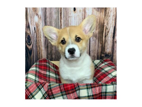 Pembroke Welsh Corgi DOG Male Sable / White 16855 Petland Fairfield, Ohio