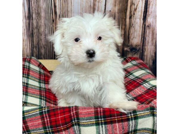 Maltese DOG Male White 16858 Petland Fairfield, Ohio