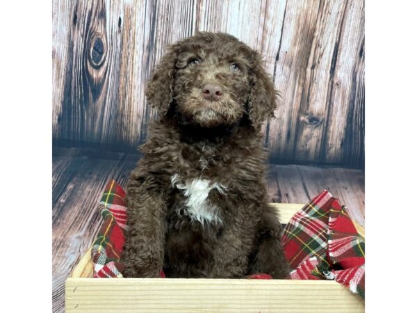 Labradoodle 2nd Gen-DOG-Male-Chocolate-16878-Petland Fairfield, Ohio