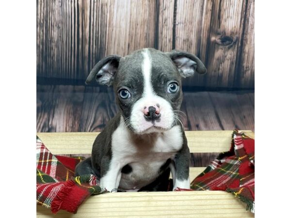 Boston Terrier DOG Male Blue / White 16877 Petland Fairfield, Ohio