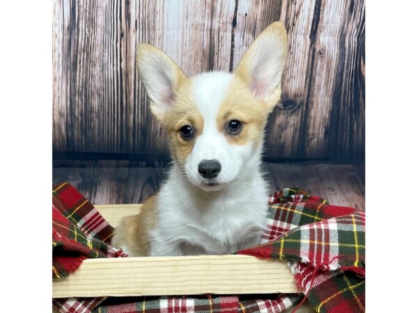 Pembroke Welsh Corgi DOG Female Sable / White 16870 Petland Fairfield, Ohio