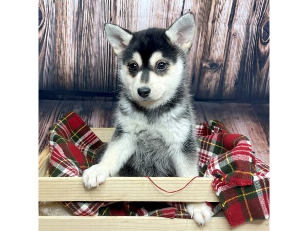 Alaskan Klee Kai-DOG-Female-Black / White-16871-Petland Fairfield, Ohio