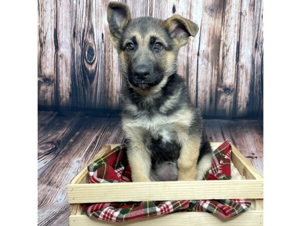 German Shepherd Dog DOG Female Black / Silver 16871 Petland Fairfield, Ohio