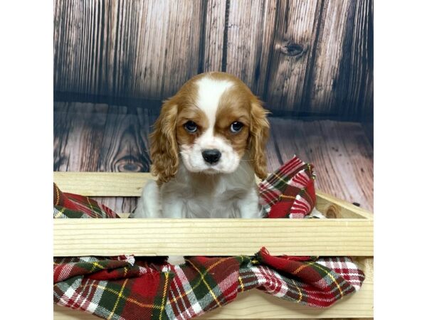 Cavalier King Charles Spaniel-DOG-Female-Blenheim-16867-Petland Fairfield, Ohio