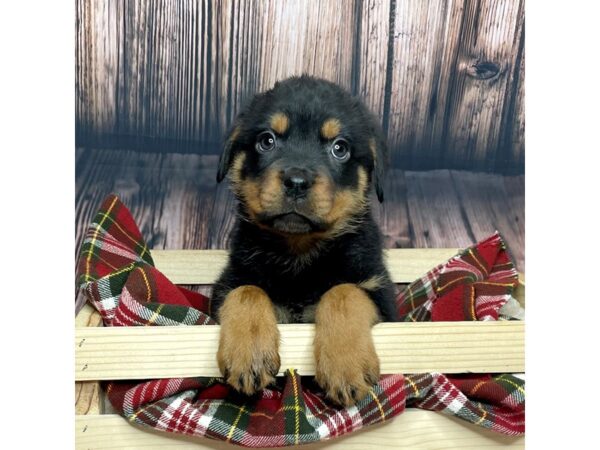 Rottweiler DOG Female Black/Rust 16866 Petland Fairfield, Ohio