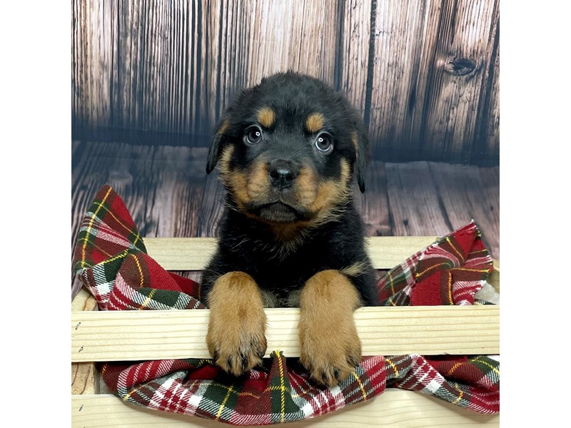 Rottweiler Puppy Black/Rust ID:16866 Located at Petland Fairfield, Ohio