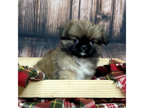 Pekingese DOG Female Brown/White 16864 Petland Fairfield, Ohio