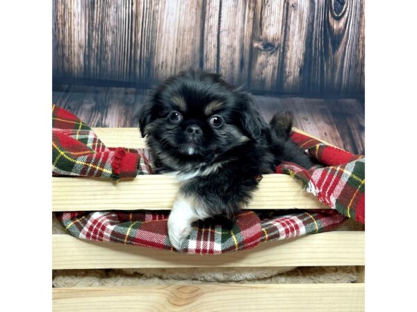 Pekingese DOG Male Black/Tri 16863 Petland Fairfield, Ohio