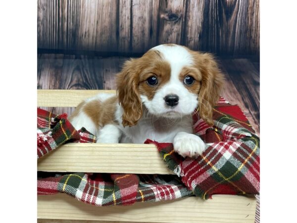 Cavalier King Charles Spaniel DOG Female Blenheim 16862 Petland Fairfield, Ohio