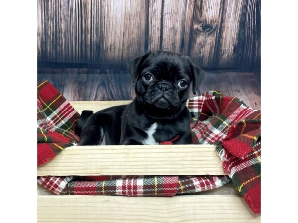 Pug DOG Male Black 16869 Petland Fairfield, Ohio